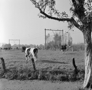 856571 Gezicht op een weiland met koeien langs een spoorlijn, vermoedelijk in de omgeving van Bunnik.